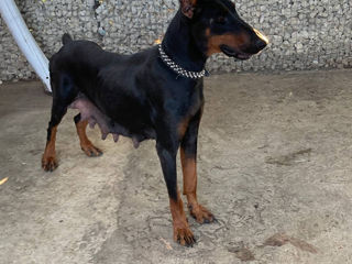 Doberman de vînzare căței /доберман шинки foto 1