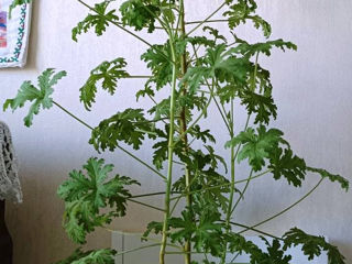 Pelargonie de lamiie, mare si aromata! 80 lei