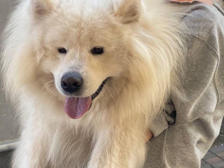 Samoyed/Самоед foto 3