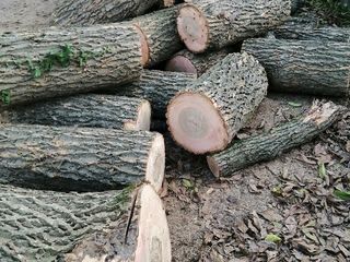 Urgent urgent Avem lemn de foc speci tari stejar frasen carpen livram la domiciliu foto 3
