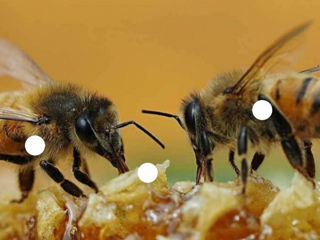 Vând Famili de albine