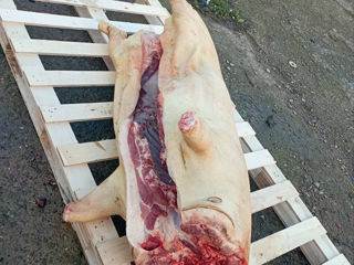 Carne direct de la producător!!!tăiem porci la comanda preț 55 lei/kg masa vie și 75 lei/kg in carne