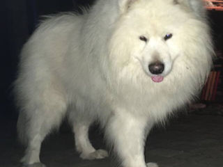 Samoyed/Самоед foto 4