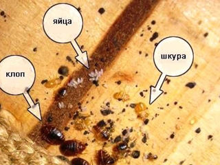 Уничтожение насекомых тараканы , клопы , клещи , моль , блохи , пчелы , мухи , муравьи , грызуны . foto 2