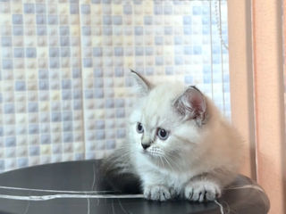 British shorthair lynx point female foto 5