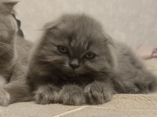 Pisic Scottish fold