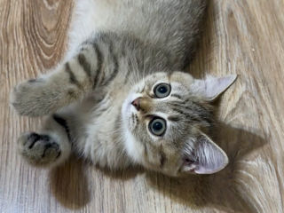 British shorthair golden tabby (ny 24) foto 4