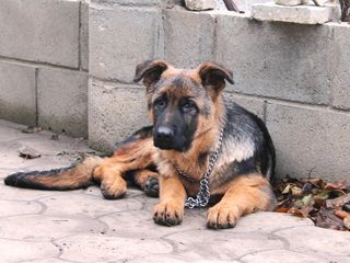 подрощенный щенок немецкой овчарки Ciobanesc German foto 4