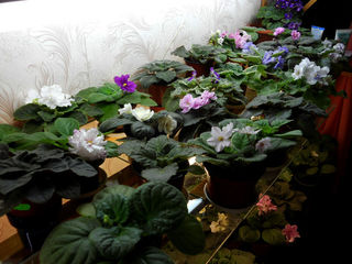 Смесь с содержанием Биогумуса и Торфа для комнатных растений . foto 5