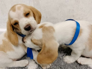 Catelusi de Beagle