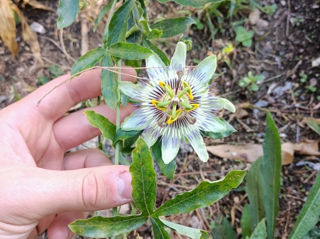 Passiflora Caerulea , răsad ,preț avantajos foto 6