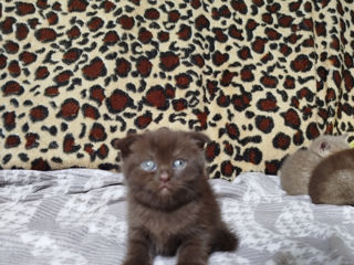 Pisici scottish fold si straight