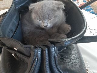 Scottish Fold foto 2