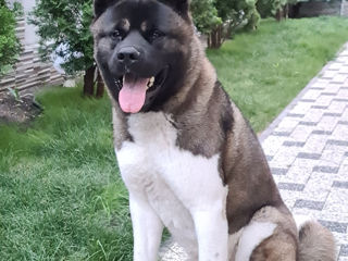 Akita american