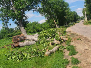 Interventii de urgenta in urma furtunii de aseara! Taiere copaci, crengi periculoase! foto 6