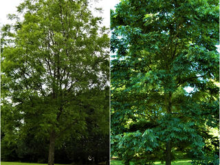 Пекан (Carya illinoinensis - Pecan) foto 7