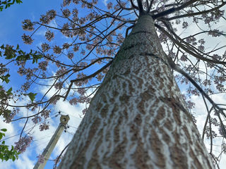 Paulownia-seminte,rasad,drajoni,butasi.. foto 9