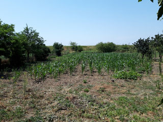 Se vinde casă în s.Zîrnești m.Cahul  10 km pînă  în oraș foto 3