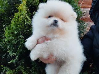 Mini Spitz Pomeranian