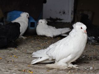 Vând hulubi, rasa uriaș unguresc / продаю голубей породы венгерский великан. foto 8