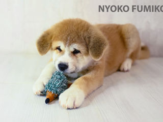 Akita inu - mascul / Акита ину - мальчик  фото 4