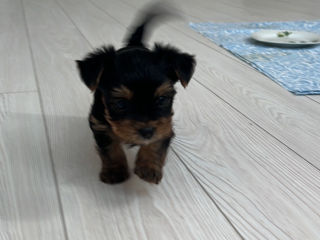 Vand Yorkshire Terrier mini / pret usor negociabil foto 2