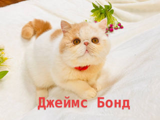 Екзотический  клубный кот Джеймс Боннд .Вязка - Бельцы. foto 3