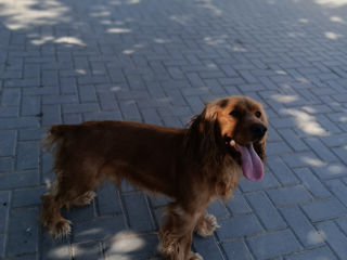 Cocher spaniel englez foto 6