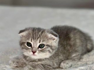 Motănei Scottish Fold foto 4