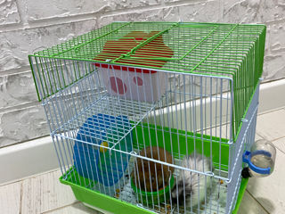 Vând hamsteri foto 2