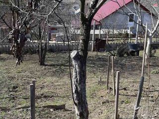 Curatenie pe teren Curatenie in gradina  Уборка огорода foto 2