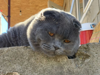 Vând / Pereche Scottish Fold foto 7