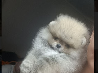 Spitz pomeranian(mini toy)