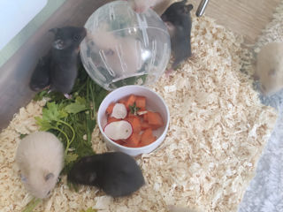 Hamsteri sirieni spre vinzare. foto 3