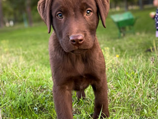 Cățeluși Labrador de Vânzare