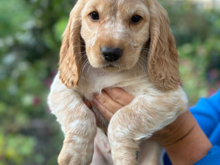 Cocker spaniel / Кокер спаниель