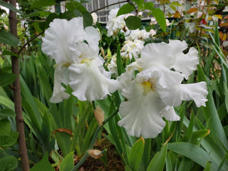 Iris Germanica. foto 8