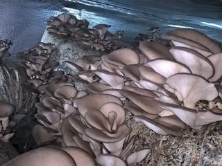 Tehnolog ajut la cresterea ciupercilor vesenca ,pastravi foto 9