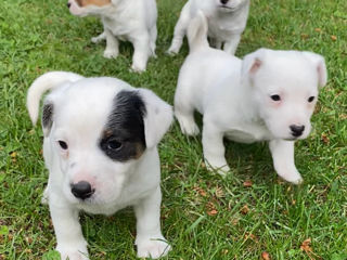 Cățeluși Jack Russell Terrier de vânzare!