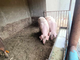 Porci 120-140 kg crescut în condiții de casa foto 1