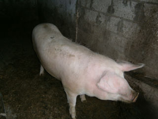 Porc de vinzare