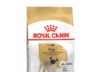 Royal Canin Pug