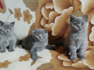 Шотландские котята Scottish fold foto 2