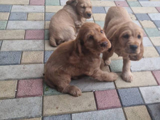 Disponibili: Ultimii 2 cățeluși Cocker Spaniel – Rasa pură, jucăuși și adorabili! foto 3
