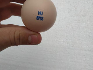 Инкубационное яйцо индюшки БИГ 6  ( Венгрия маркерованные ) foto 4
