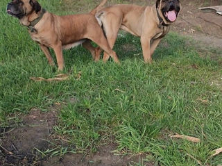 Cane corso  foto 5