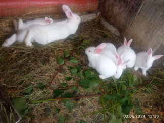 Продам кроликов вместе с крольчатами