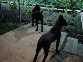 Cane corso