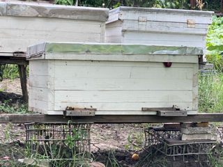 Albinele se vind sănătoase ! foto 2