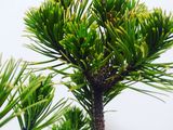 Сосна горная Карстен Винтерголд (Pinus mugo Carsten Wintergold) foto 7